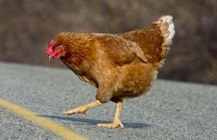 Why Did The Chicken Cross The Road?