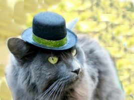 Top Hats for CATS! LÜT #25