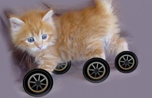 Why Don’t Any Animals Have Wheels?