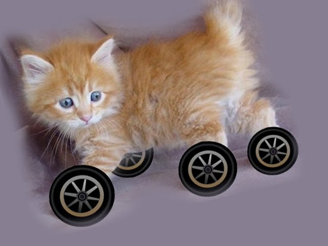 Why Don’t Any Animals Have Wheels?