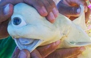 REAL CYCLOPS SHARK and more great images — IMG! #46