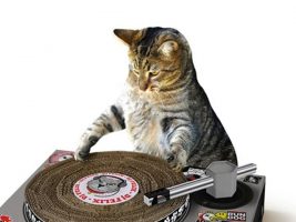 MAKE YOUR CAT A DJ — and more! LÜT #18